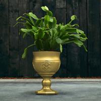 Gartentraum.de Besonderer Blumentopf - Kelch aus Beton - farbig mit Ornament - Botero / Gold glänzend