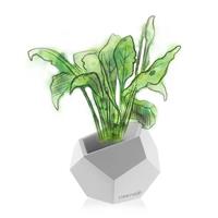 Gartentraum.de Elegantes Pflanzgefäß aus Beton - eckig - mit Farbe - Mirakoma / ohne Farbe