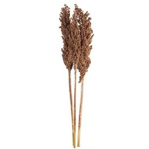 Leen Bakker Droogbloemen Indian Corn 3 stuks - koperkleurig - 70 cm