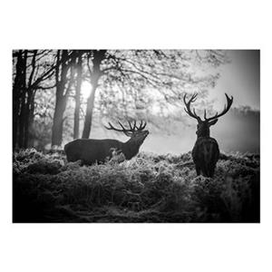 ARTGEIST Fototapete - Deers In The Morning