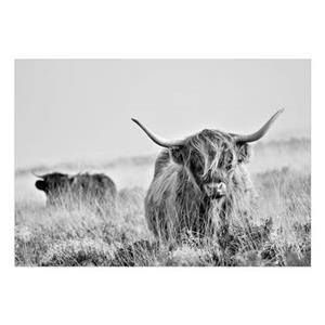 Walljar.com Walljar - Fotobehang - Highland Cattle