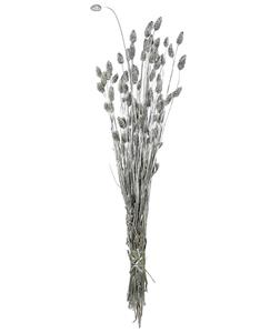 Zeitzone Phalaris Glanzgräser getrocknet Silber Bund mit Stiel Trockenblumenstrauß