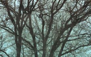 Komar Fotobehang - Whispering Woods 400x250cm - Vliesbehang