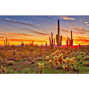 Papermoon Fotobehang Saguaros Sunset Phoenix