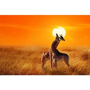 Papermoon Fotobehang Giraffes against Sunset
