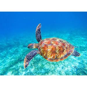 Papermoon Fotobehang Big green Sea Turtle