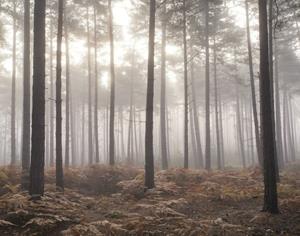 Noordwand Atmosphere Fotobehang met bos in de mist G78426