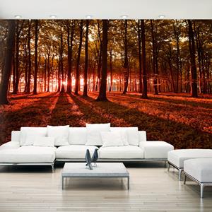 Karo-art Zelfklevend fotobehang - Herfst Ochtend, Bos, 490x280cm, premium print