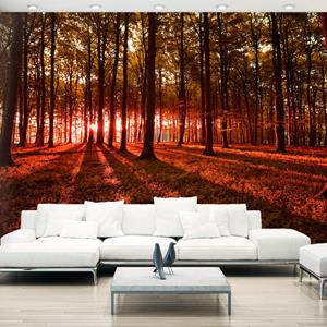 Karo-art Zelfklevend fotobehang - Herfst Ochtend, Bos, 8 maten, premium print