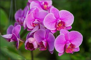 Karo-art Fotobehang - Roze Orchidee Bloesems, in 11 maten te koop, premium print, incl behanglijm