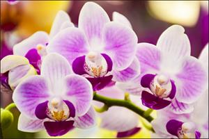 Karo-art Fotobehang - Prachtige Orchidee, Rust in je huiskamer, te koop in 11 maten, incl behanglijm