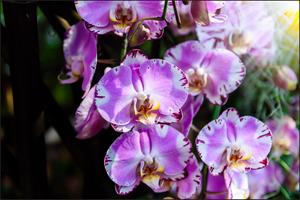 Karo-art Fotobehang - Prachtige Orchideeën, Paars, in 11 maten te koop, inclusief behanglijm