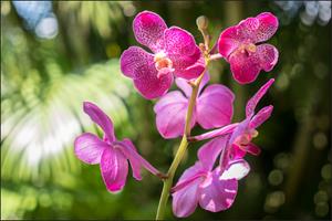 Karo-art Fotobehang - Prachtige Orchidee, sierraad voor aan de muur, in 11 maten te koop, incl behanglijm
