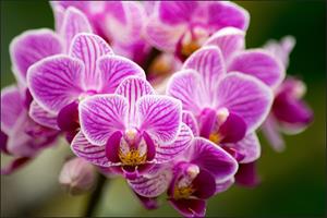 Karo-art Fotobehang - Prachtig boeketje Orchideeën, in 11 maten, Premium Print, Incl Behanglijm