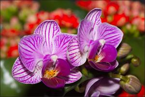 Karo-art Fotobehang - Prachtige Orchidee, Paars, in 11 maten, Premium print, incl behanglijm