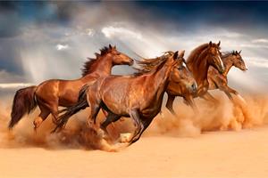 Karo-art Fotobehang - Galopperende Paarden in de Woestijn, 11 maten, premium print, inclusief behanglijm
