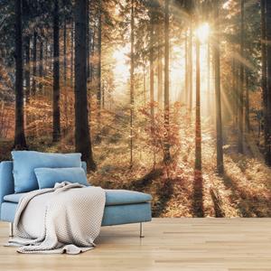 Karo-art Zelfklevend fotobehang - Herfst in een bos , Premium Print