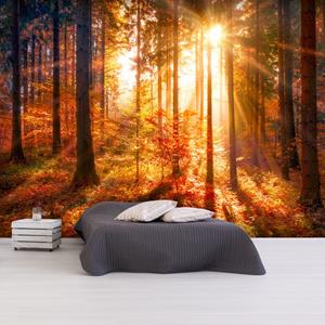 Karo-art Zelfklevend fotobehang - Tijd voor Herfst in een bos , Premium Print