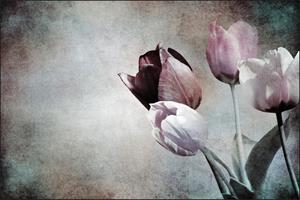 Karo-art Fotobehang - Vintage Tulpen, prachtig aan de wand, te koop in 11 maten, incl behanglijm