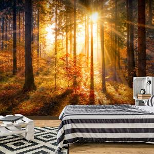 Karo-art Zelfklevend fotobehang - Ontwaken van de Herfst in een bos , Premium Print