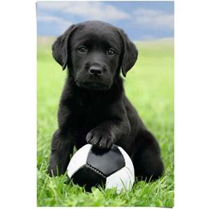 Reinders! Poster Labrador pup voetbal