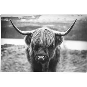 Reinders! Poster Schotse hooglander