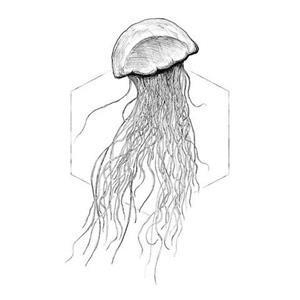 Komar Poster Jellyfish white Hoogte: 40 cm