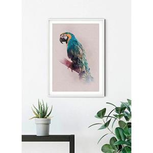 Komar Poster "Animals Paradise Parrot", Tiere, (1 St.), Kinderzimmer, Schlafzimmer, Wohnzimmer