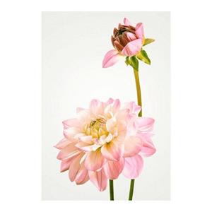 Komar Poster "Dahlia", Blumen, Höhe: 40cm