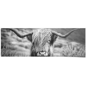 Reinders! Poster Highlander stier diermotief - close-up - Schotse hooglander beeld