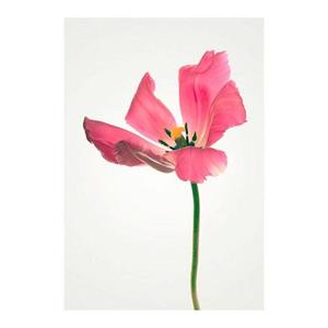 Komar Poster "Tulip", Blumen, Höhe: 50cm