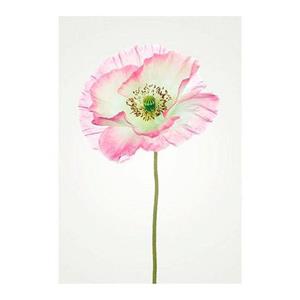 Komar Poster Poppy Hoogte: 50 cm