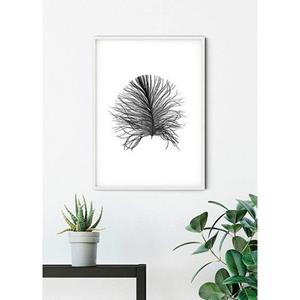 Komar Poster Feather white Hoogte: 70 cm