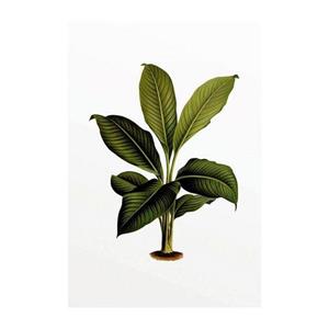 Komar Poster "Elastica Leaf", Pflanzen-Blätter, Höhe: 70cm