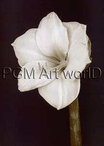 PGM Prades Fabregat - Bora Bora Flower II Kunstdruk 50x70cm