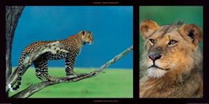 PGM Michel et Christine Denis-Huot - Leopard and Young Leon Kunstdruk 100x50cm