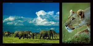 PGM Michel et Christine Denis-Huot - Elephants and Lioness Kunstdruk 100x50cm