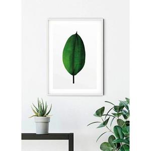 Komar Poster Ficus Leaf Hoogte: 50 cm