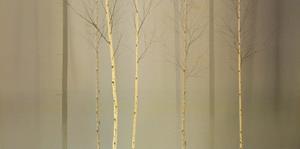 PGM Ged Mitchell - Winterlely Wood Kunstdruk 100x50cm