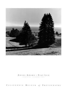 PGM Ansel Adams - Pinetrees Kunstdruk 60x80cm