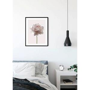 Komar Poster "Rose", Blumen, Höhe: 70cm