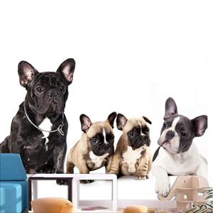 Artgeist French Dogs Vlies Fotobehang