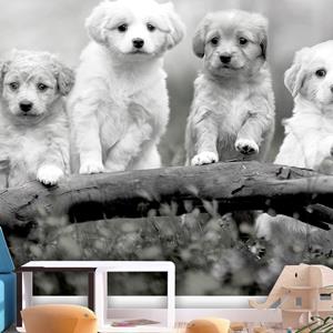 Artgeist Four Puppies Vlies Fotobehang