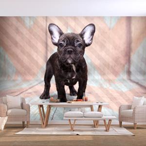 ARTGEIST Fototapete - French Bulldog