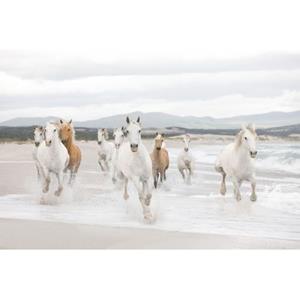 Komar Fotobehang White Horses Grijs Wit - 611050 - 368 X 254 Cm
