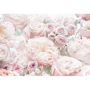 Komar Fotobehang Spring Roses Licht Roze - 611041 - 368 X 254 Cm