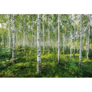 Komar Fotobehang Sunny Day Groen - 611007 - 368 X 254 Cm