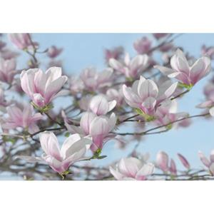 Komar Fotobehang Magnolia Roze En Blauw - 611003 - 368 X 254 Cm