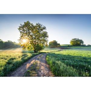 Komar Fotobehang Fototapete Meadow Trail Groen En Blauw - 610926