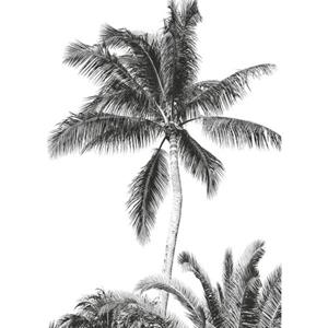 Komar Fotobehang Retro Palm Zwart Wit - 610833 - 200 X 280 Cm